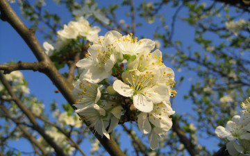 обоя Черешня, цветы, цветущие, деревья, кустарники, весна, ветки, дерево