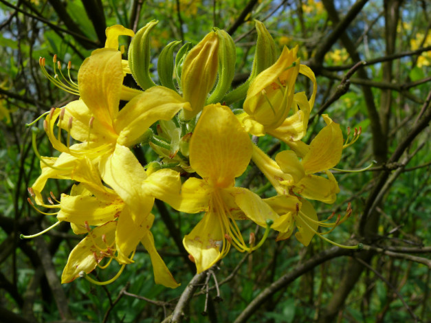 Обои картинки фото азалия, цветы, рододендроны, азалии, желтый