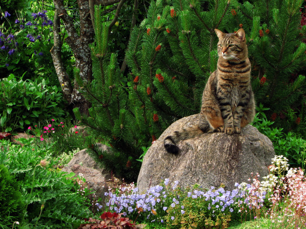 Обои картинки фото животные, коты, кошка, камень, цветы, сад