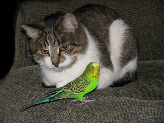 Обои картинки фото животные, разные, вместе, попугай, дружба, кошка