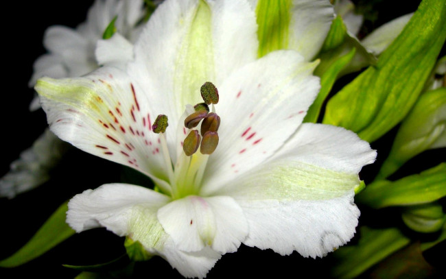 Обои картинки фото цветы, альстромерия, белый