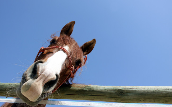 Обои картинки фото животные, лошади, конь, морда