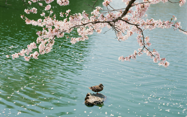 Обои картинки фото животные, утки, цветы, сакура, вода, пруд, озеро