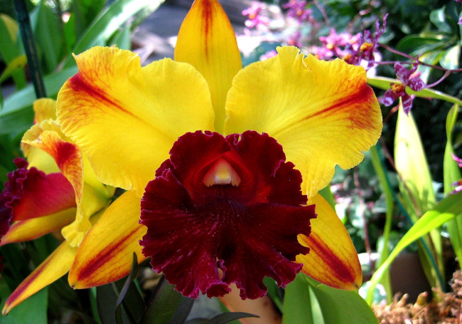 Обои картинки фото цветы, орхидеи, желтый, бордовый, экзотика