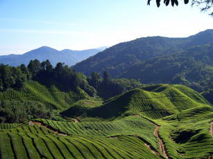 Картинка природа поля дымка чай лес горы