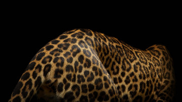 Картинка животные Ягуары темный фон дикая кошка ягуар шерсть шкура