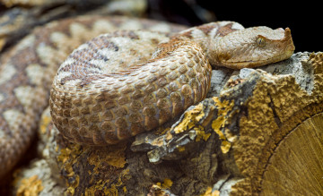 Картинка животные змеи питоны кобры чешуя голова