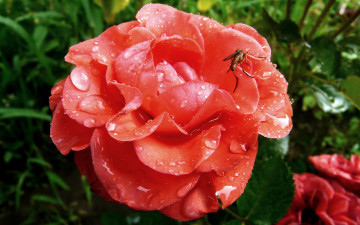 Картинка цветы розы насекомое капли лепестки