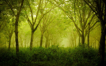 Картинка природа лес деревья подлесок туман утро весна