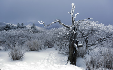 Картинка природа зима деревья снег горы