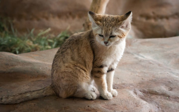Картинка животные дикие кошки кошка камень