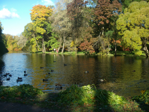 Обои картинки фото елагин, остров, осенью, природа, вода, утки, осень