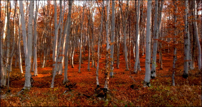 Обои картинки фото природа, лес, осины, красная, листва, осень