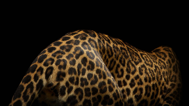 Обои картинки фото животные, Ягуары, темный, фон, дикая, кошка, ягуар, шерсть, шкура