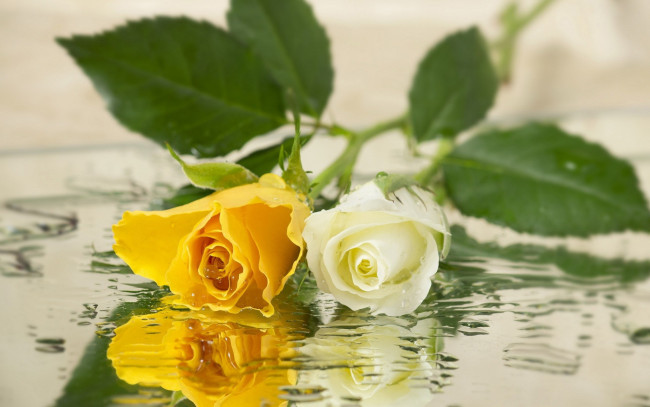 Обои картинки фото цветы, розы, желтый, белый, капли