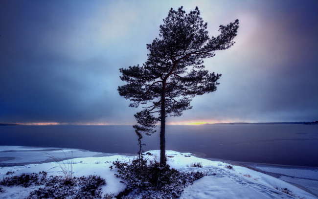 Обои картинки фото природа, деревья, дерево, снег, тучи