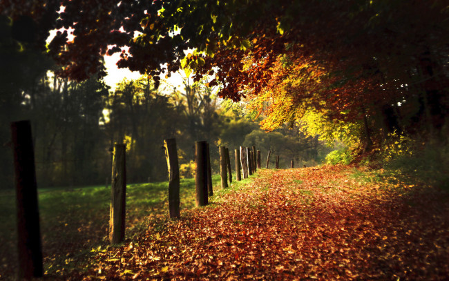 Обои картинки фото природа, дороги, изгородь, деревья, осень, листья