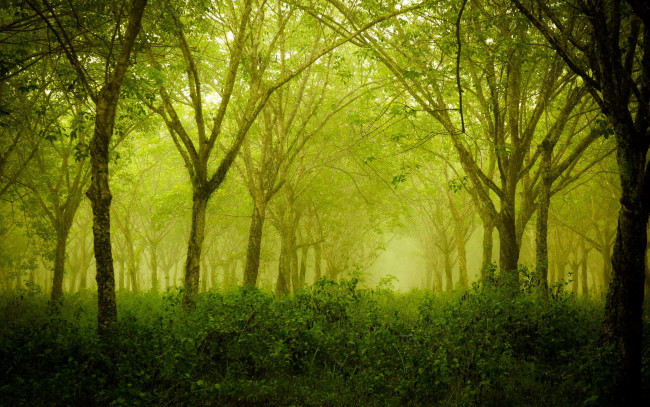 Обои картинки фото природа, лес, деревья, подлесок, туман, утро, весна