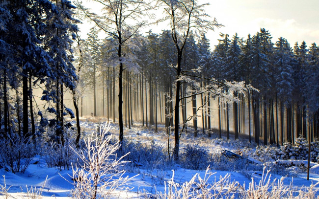 Обои картинки фото природа, зима, иней, лес, снег