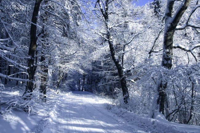 Обои картинки фото janek, sedlar, автор, природа, зима, снег, деревья, дорога