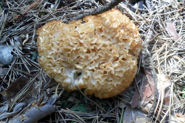 Обои картинки фото природа, грибы, кудрявый