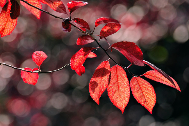 Обои картинки фото природа, листья, ветки, осень