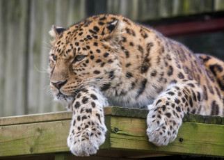 Картинка животные леопарды морда кошка отдых лапы