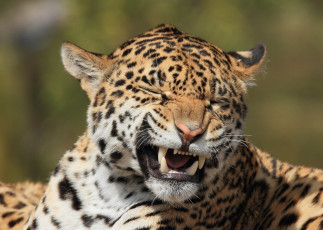 Картинка животные Ягуары гримаса клыки морда пасть кошка