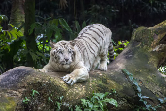 Картинка животные тигры готовность поза тигр животное камень