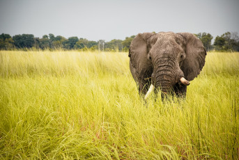 Картинка животные слоны саванна трава слон