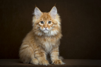 Картинка животные коты кот мейн кун рыжий пушистый взгляд