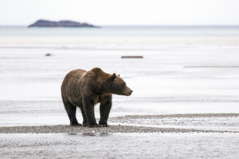 Картинка животные медведи профиль вода берег
