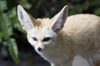 Картинка животные лисы лисица хищник мордочка уши взгляд