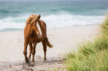 Картинка животные лошади берег песок грива рыжий конь