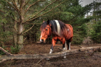 Картинка животные лошади морда конь грива лес