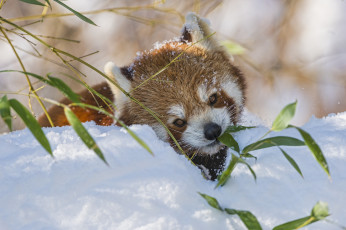обоя животные, панды, снег, зима, бамбук, ветка, малая, панда