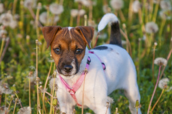 Картинка животные собаки собака одуванчики трава лето