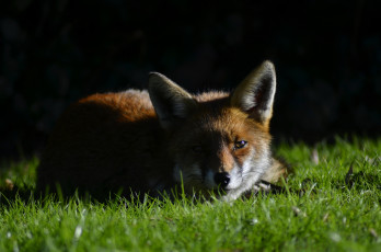 Картинка животные лисы взгляд лиса трава