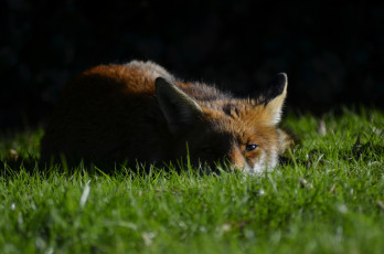 Картинка животные лисы взгляд трава лиса