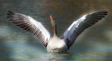Картинка животные гуси взлет лебедь озеро