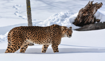 обоя животные, леопарды, леопард, снег, зима