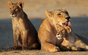Картинка животные львы детёныш язык семья умывание львёнок львица кошка львята