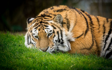 Картинка животные тигры трава отдых кошка полоски морда