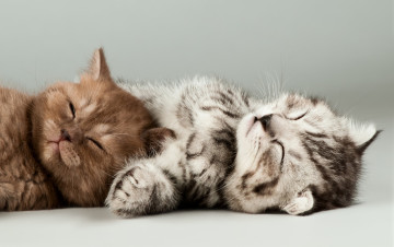 Картинка животные коты светлый фон котята