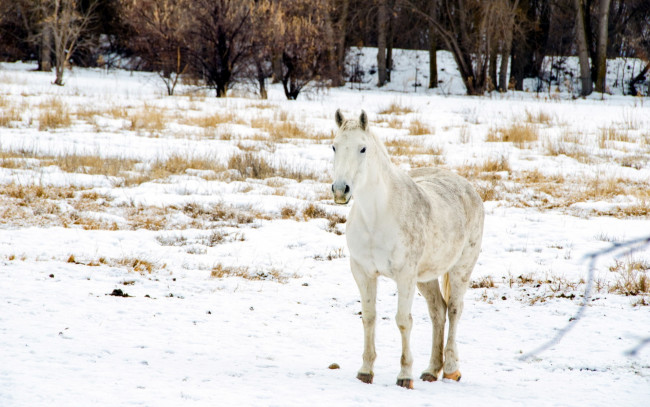 Обои картинки фото животные, лошади, снег, поле, зима, конь