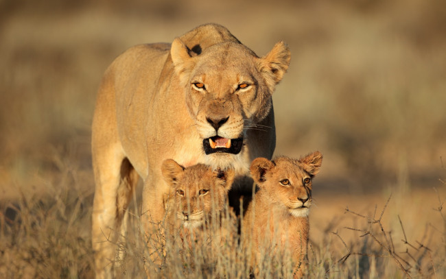 Обои картинки фото животные, львы, кошка, львица, семья, детёныш, львята, львёнок