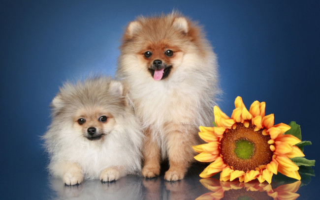 Обои картинки фото животные, собаки, порода, цветы, собака, шпиц, подсолнухи