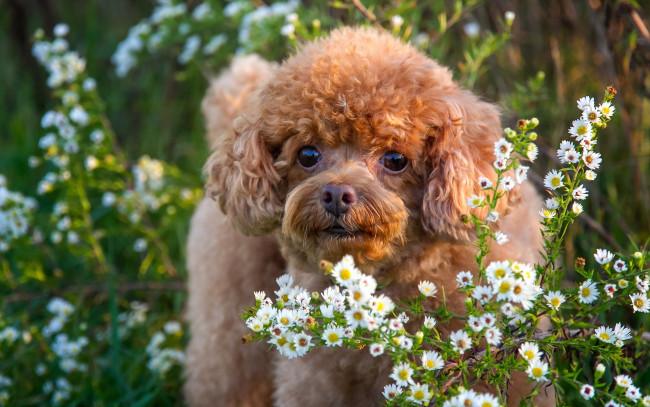 Обои картинки фото животные, собаки, собака, взгляд, друг, цветы