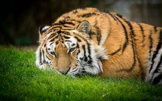 Обои картинки фото животные, тигры, трава, отдых, кошка, полоски, морда