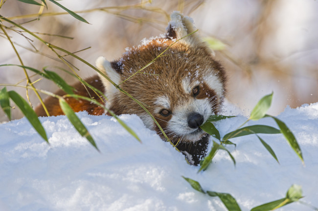 Обои картинки фото животные, панды, снег, зима, бамбук, ветка, малая, панда